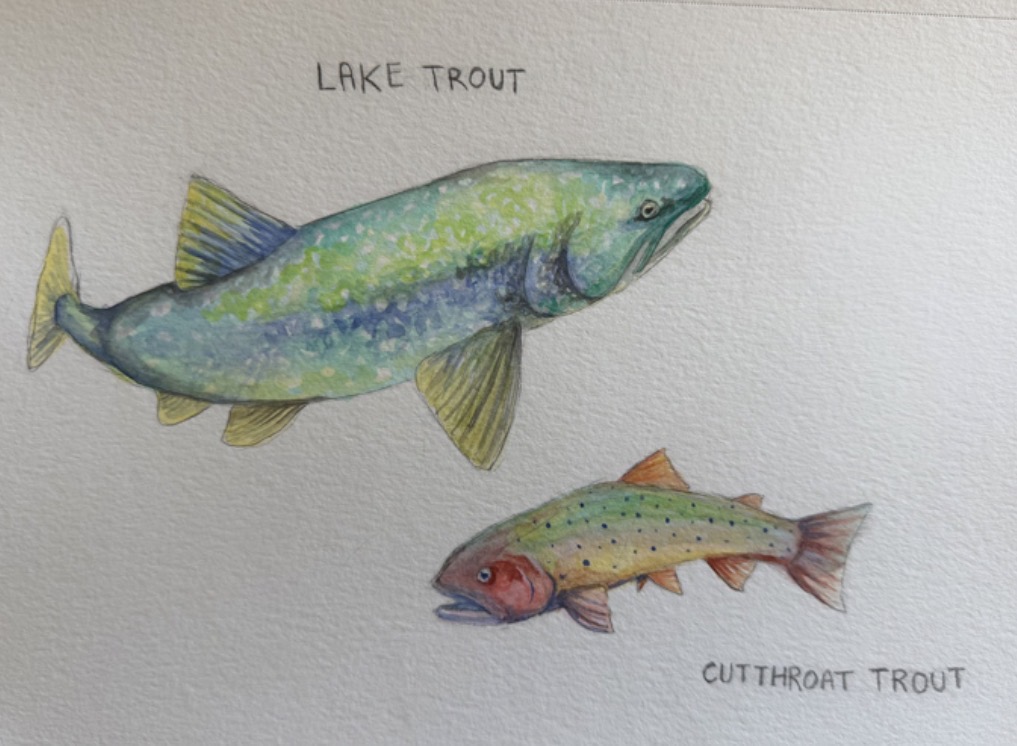 Illustration of a lake trout and a cutthroat trout labeled on paper.