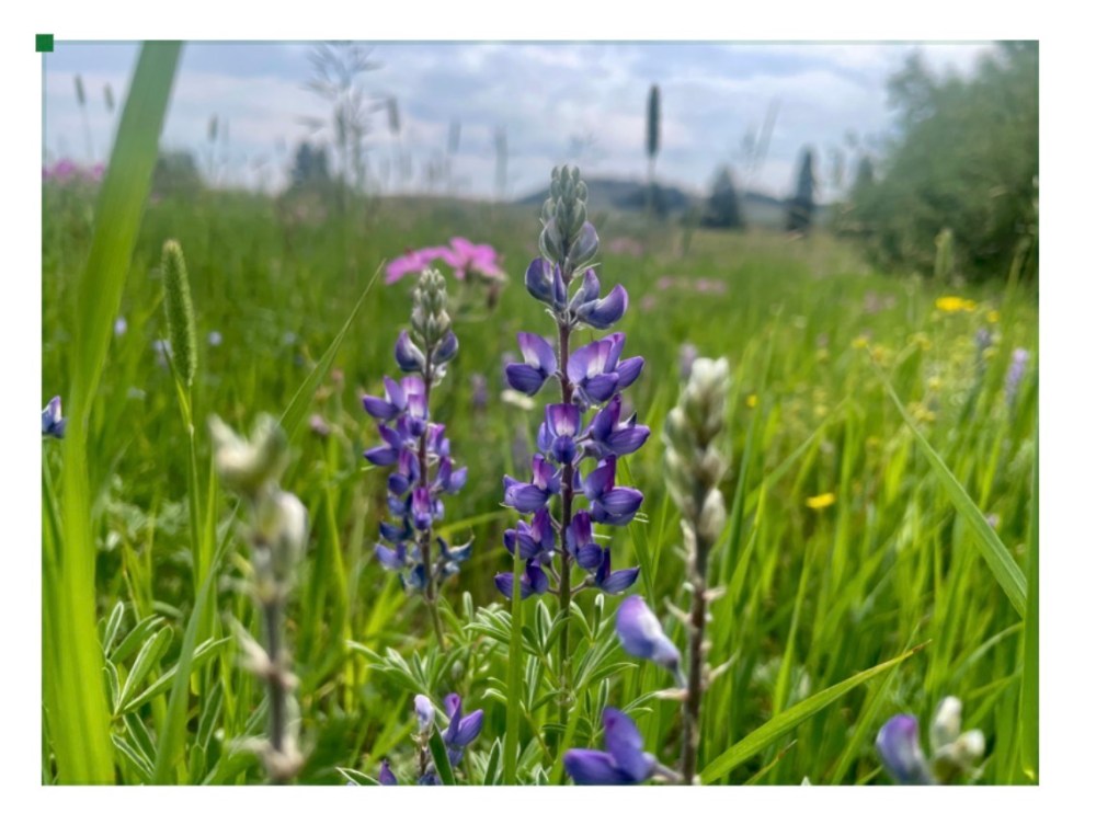 Lupine found in Yellowstone's Northern Range
