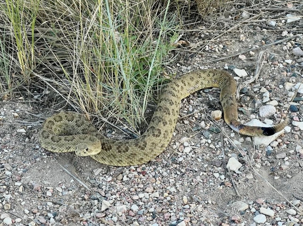 Rattlesnake on rocky ground near grass