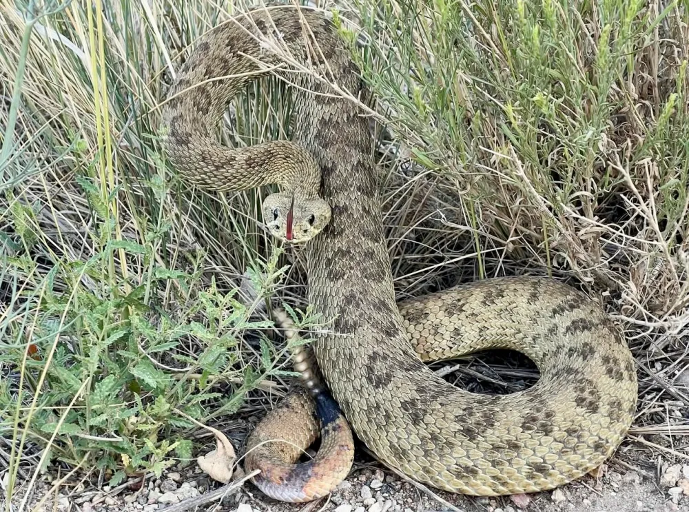 Rattlesnake coiled in grass displaying its rattle.