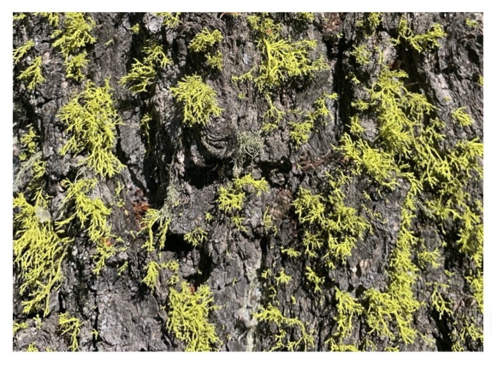 Close-up of tree bark with patches of green moss.