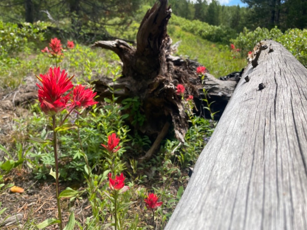 Red wildflowers beside a fallen log in a forest clearing.