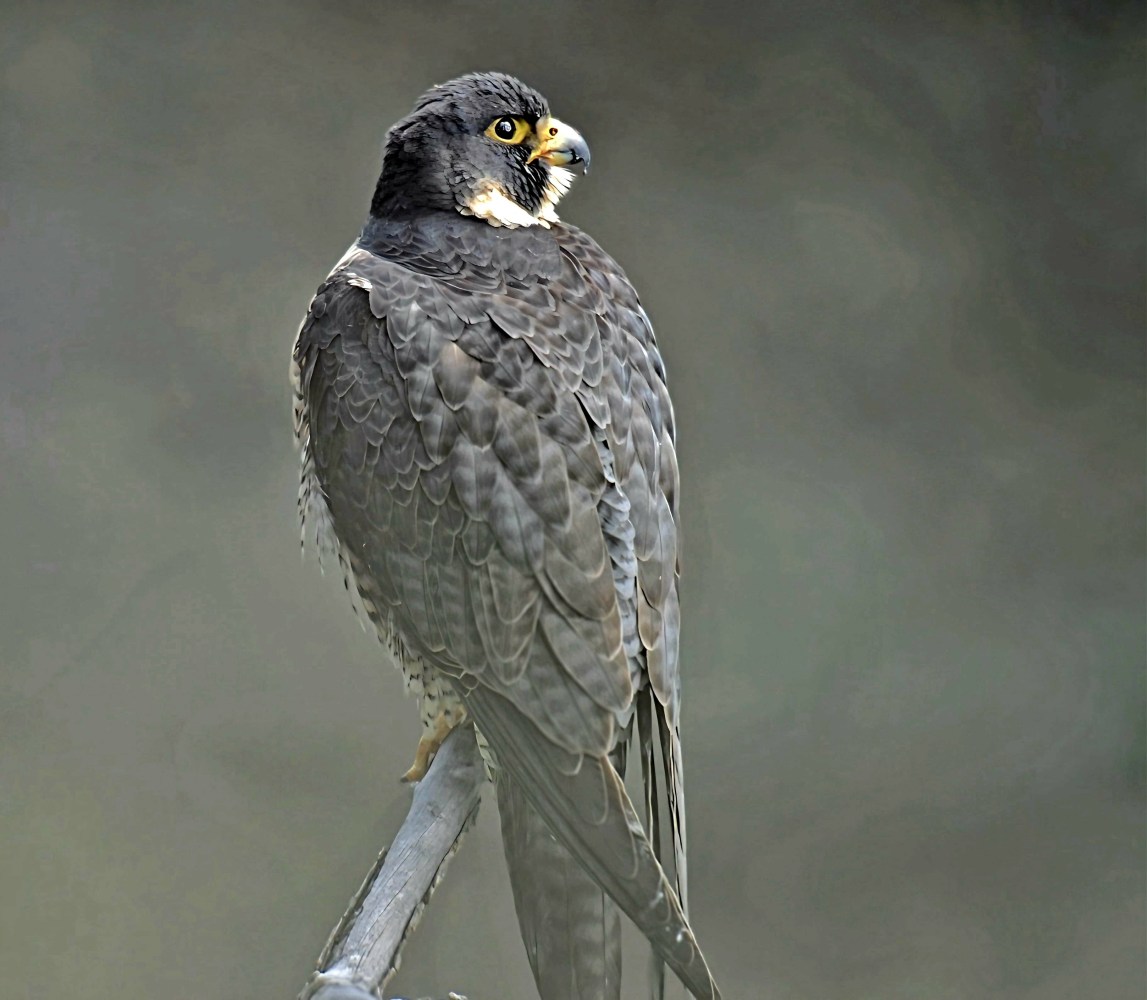 Peregrine falcon perched on a branch with gray background.