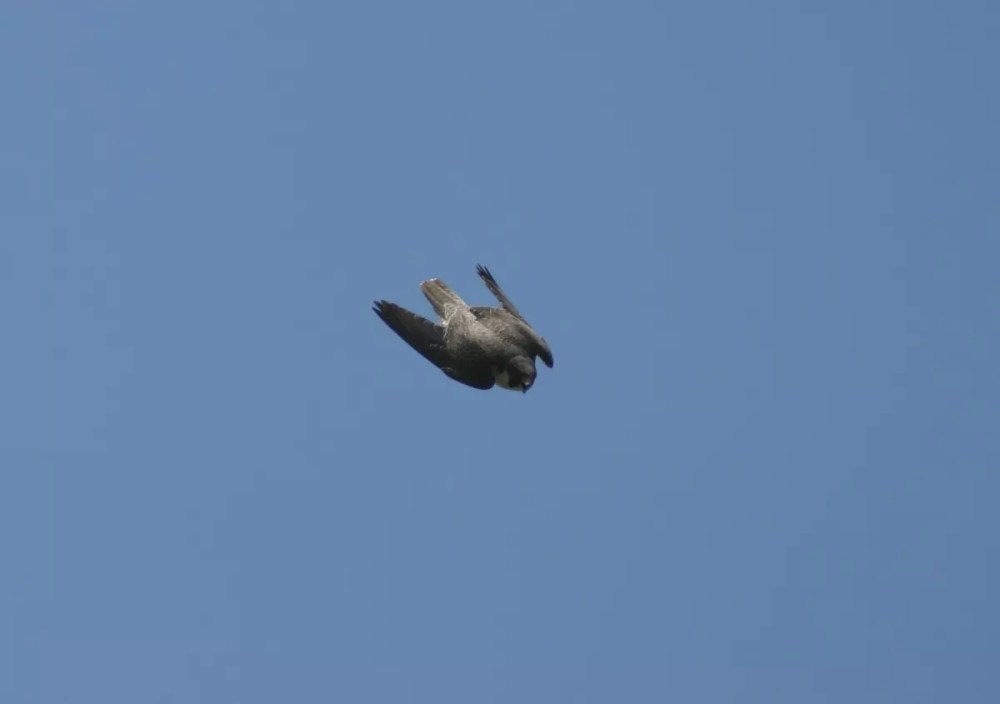 Bird diving in clear blue sky.