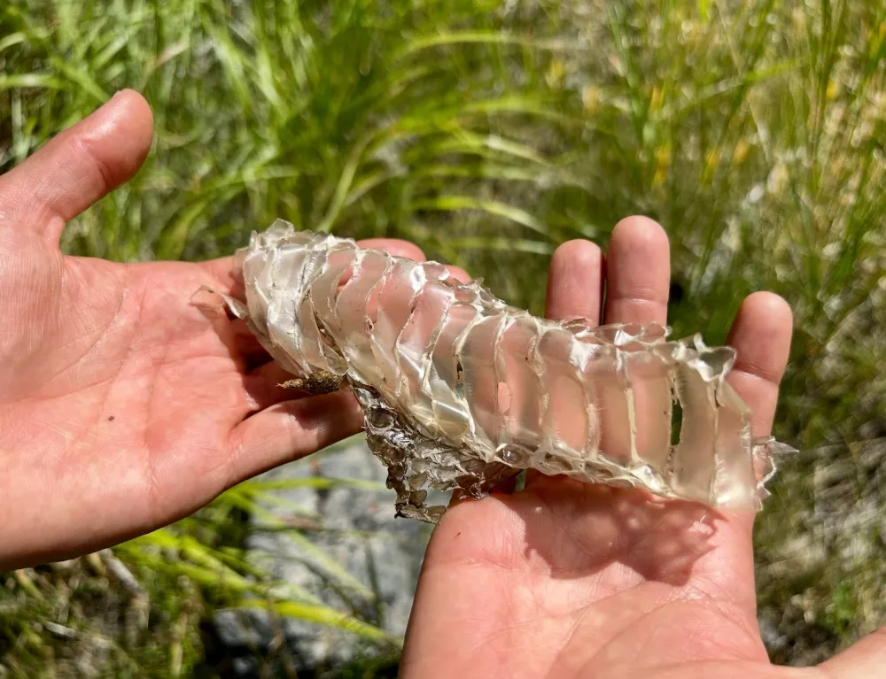 Hands holding a translucent snake skin in a grassy area.