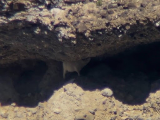 Small animal partially hidden under rocky cave structure.