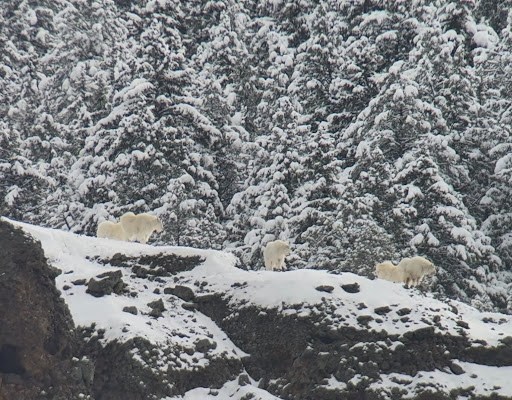 Mountain goats on snowy slope with snow-covered trees in background.
