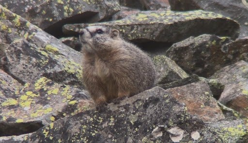 A marmot sitting on lichen-covered rocks, looking alert.