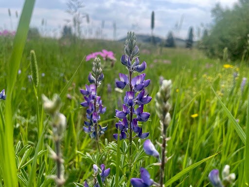 Purple lupine flowers in a grassy meadow under a cloudy sky.