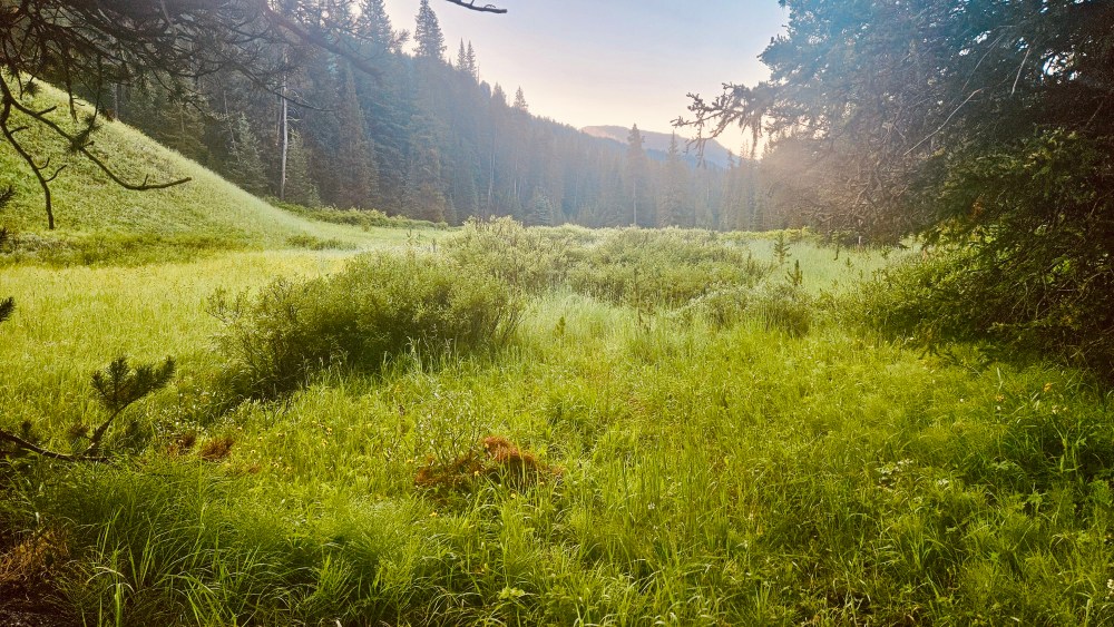 Sunlit grassy meadow surrounded by trees, mountains in background.
