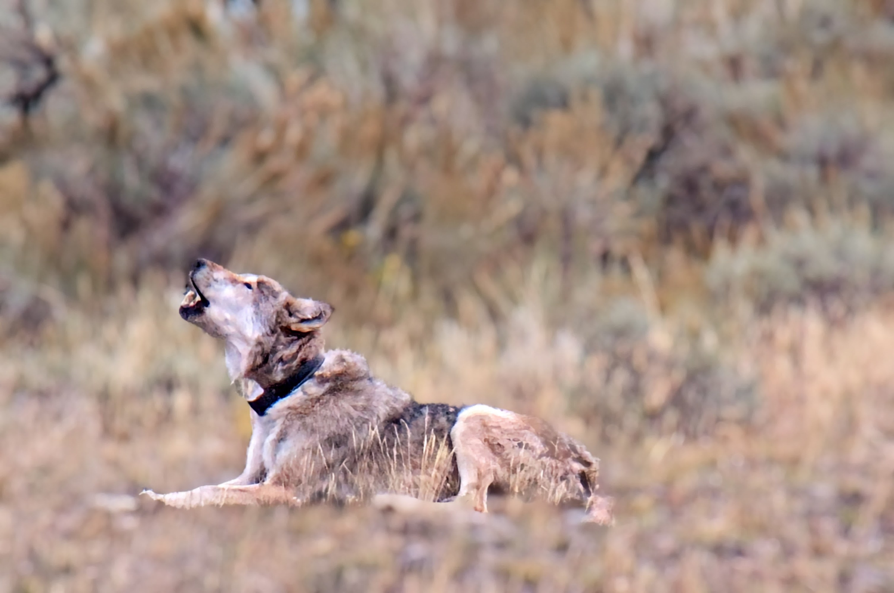 A coyote howling while lying on dry grass in a natural setting.
