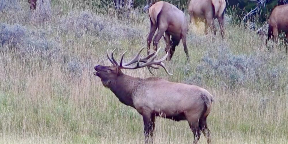Elk with large antlers bugling in a grassy field.