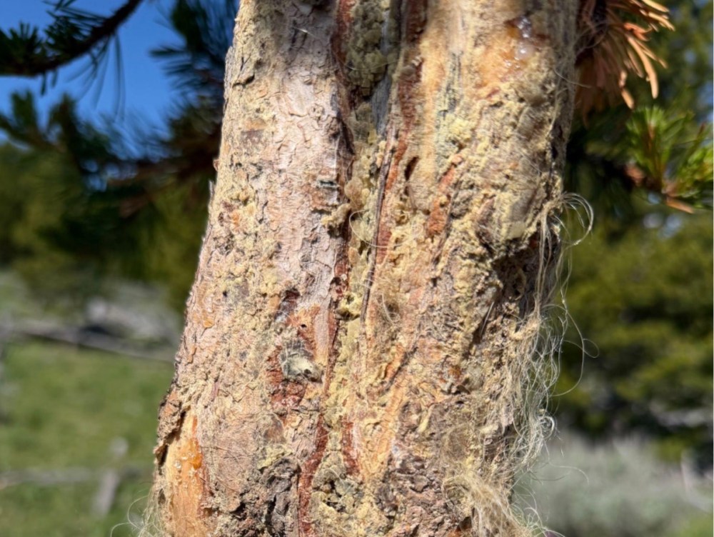 Close-up of tree trunk with rough, textured bark and some sap in a forest setting.