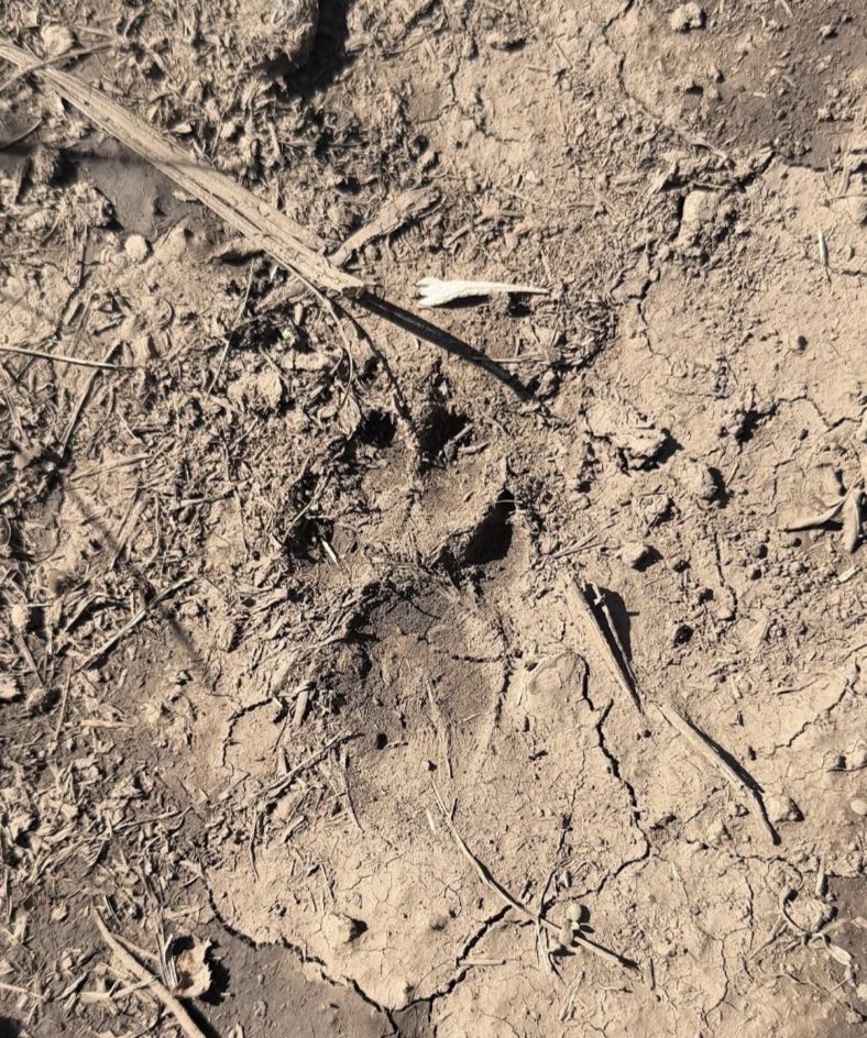 Animal paw print on dry, cracked soil with scattered twigs.