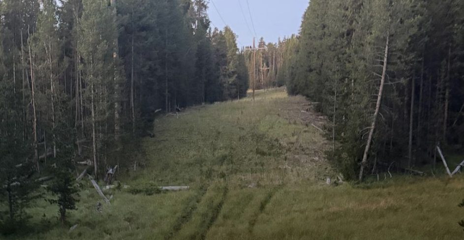 Clearing in a forest with power lines above on a clear day.