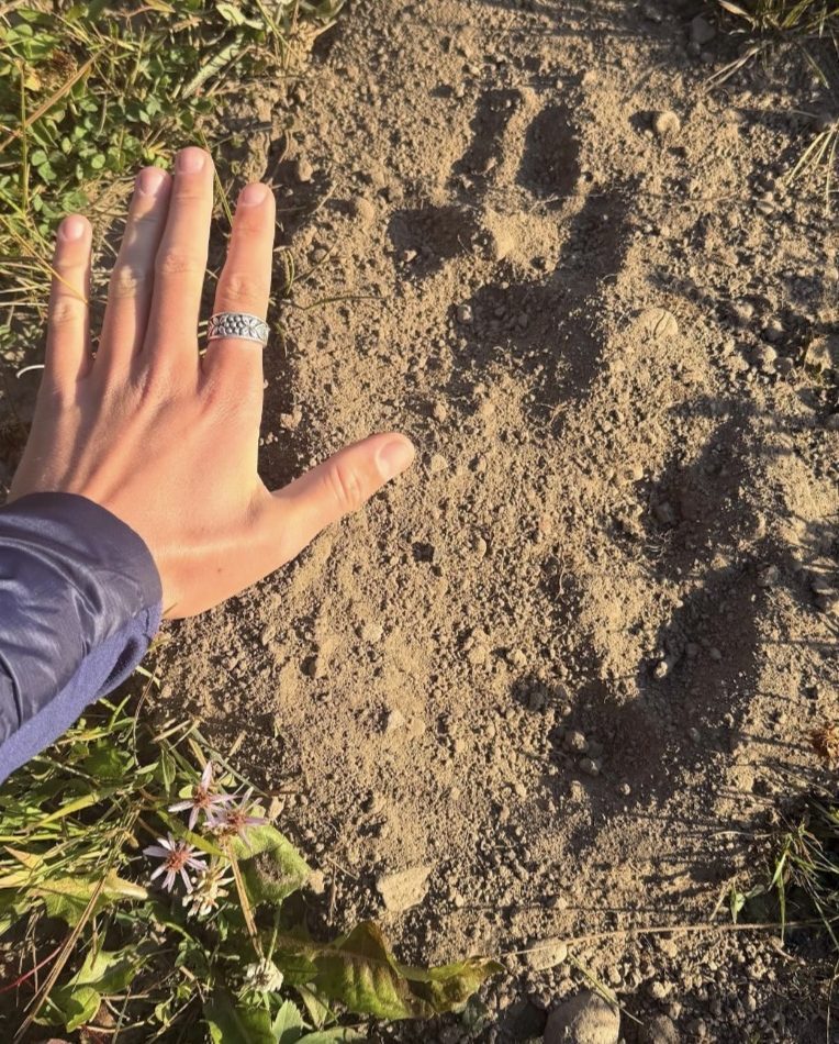 Hand next to animal paw prints in sandy soil surrounded by grass.