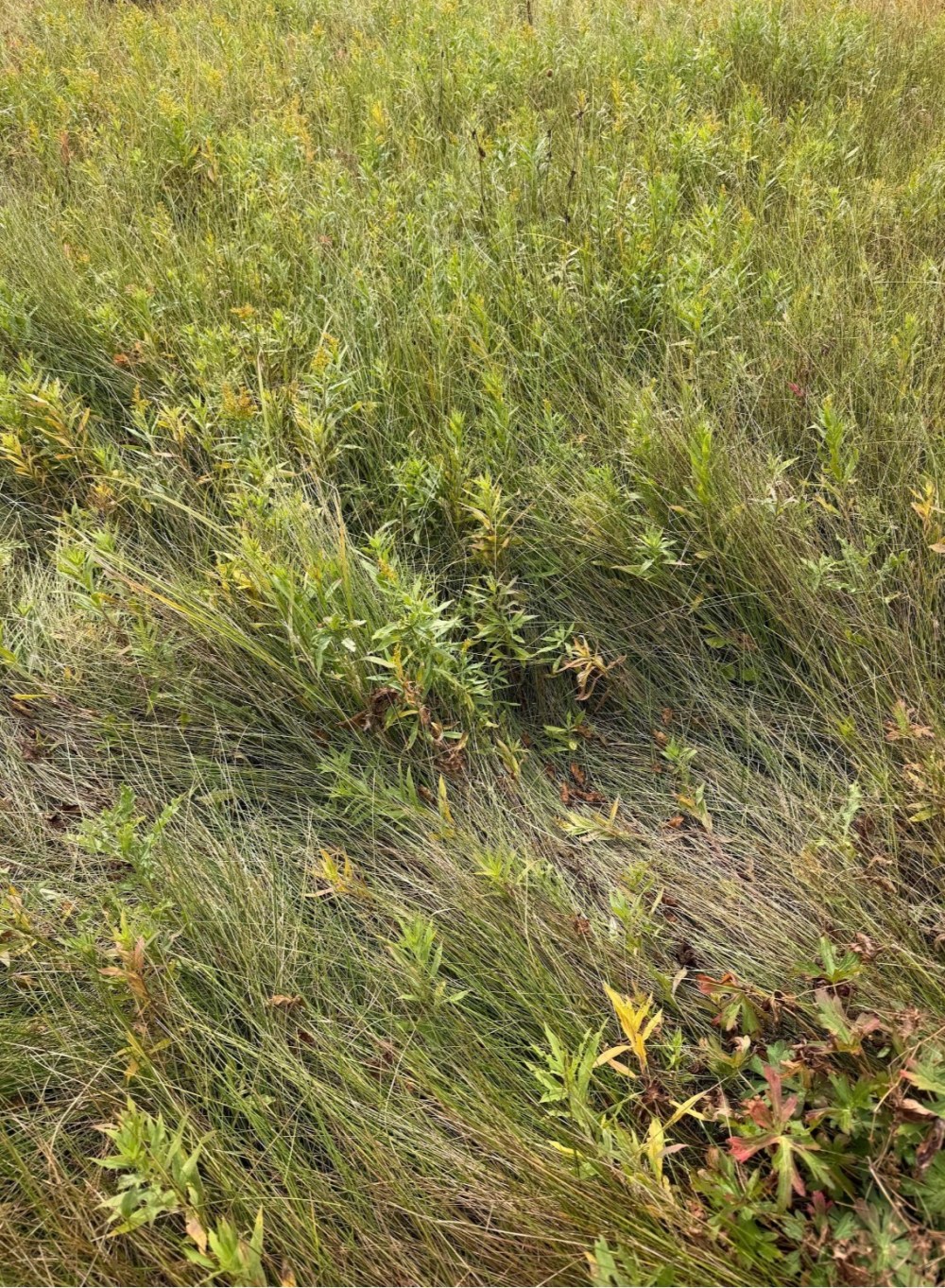 Field of tall green grasses with patches of brown.
