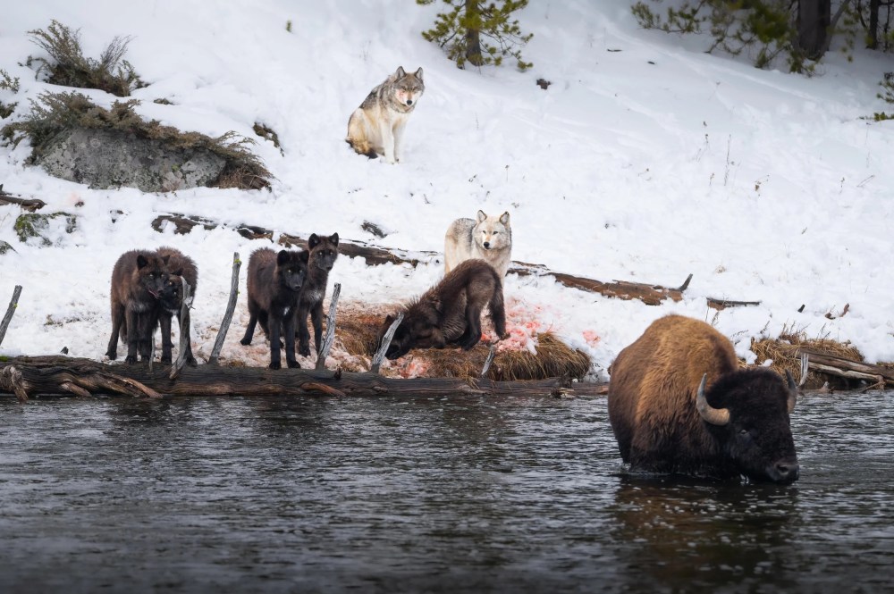 Wolves by snowy riverbank watch bison standing in water.