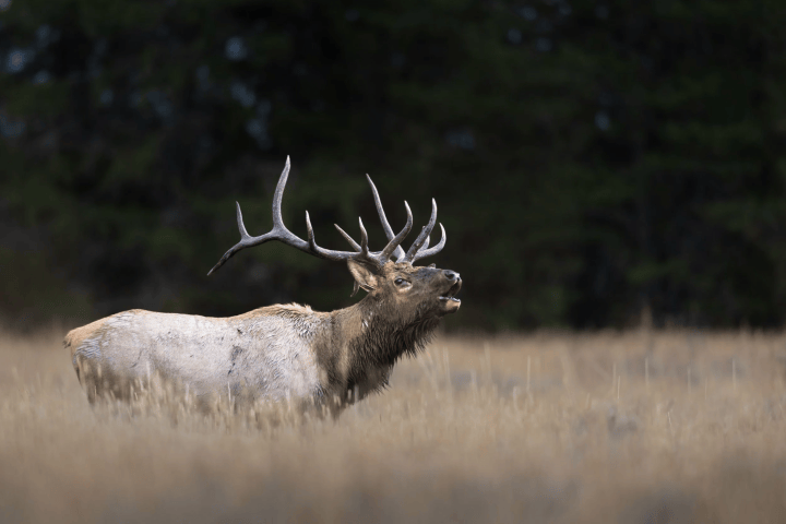 A lone elk bugling in a grassy field with trees in the background.