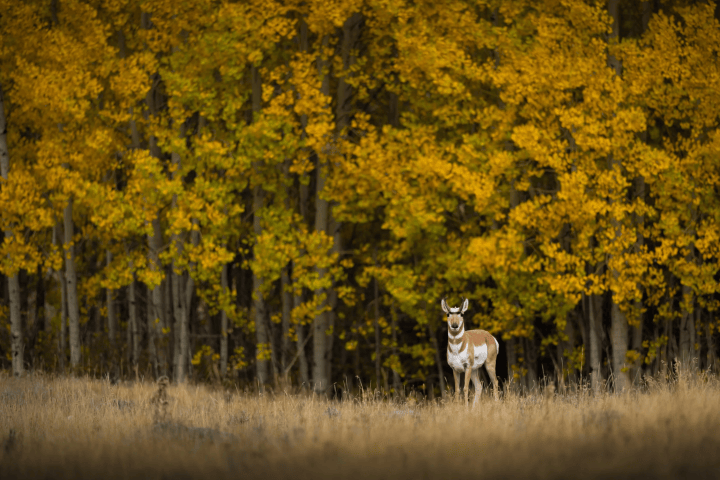 Pronghorn standing in field with autumn trees in background.