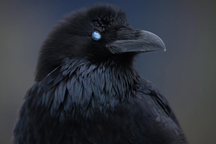 Close-up of a black raven with dark plumage against a blurred background.