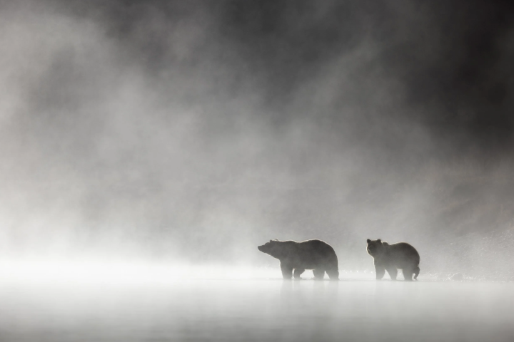 Two bears walking in misty, foggy surroundings.