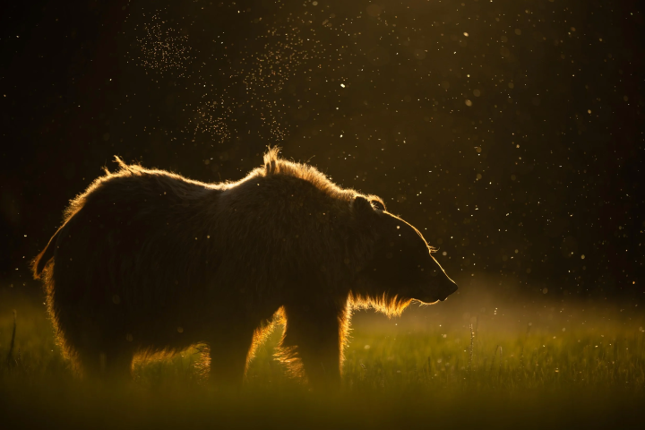 Silhouette of a bear in backlit forest with floating particles.